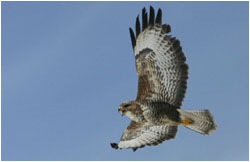 Vögel