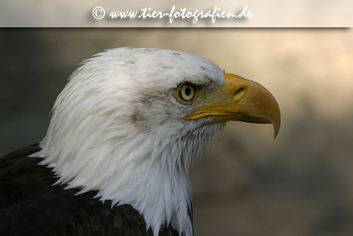Weißkopfseeadler