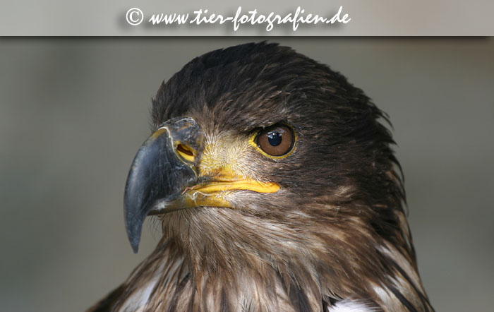 Steinadler