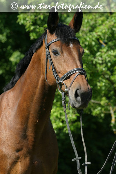 Warmblut