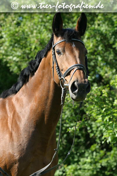 Warmblut Portrait