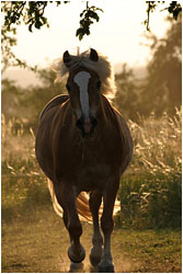 Haflinger Fotos / Haflingerfotos