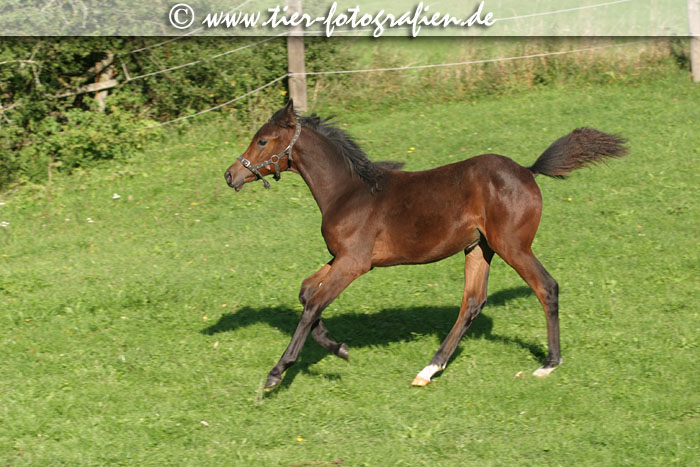 Araber Fohlen im Galopp auf der Koppel