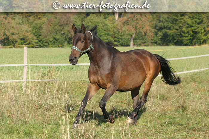 Warmblut Stute