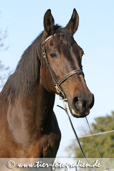 Warmblut Portrait