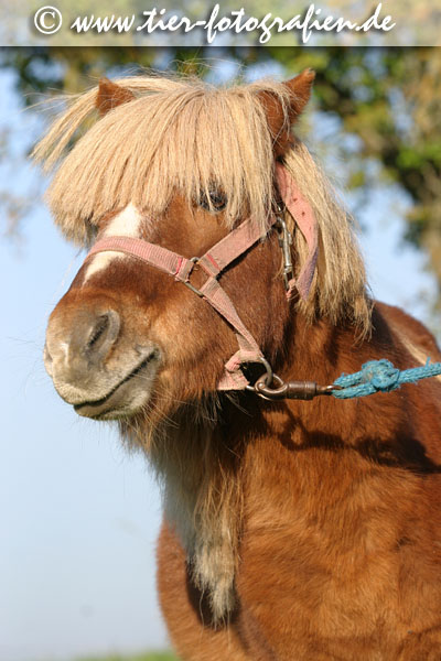 Shetlandpony Hengst