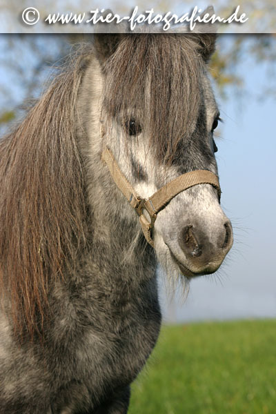 Shetlandpony Hengst
