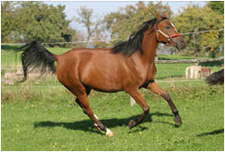 Araber