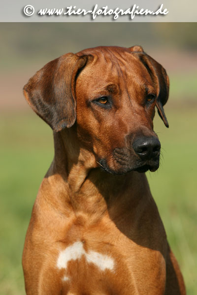 Rhodesian Ridgeback Hndin