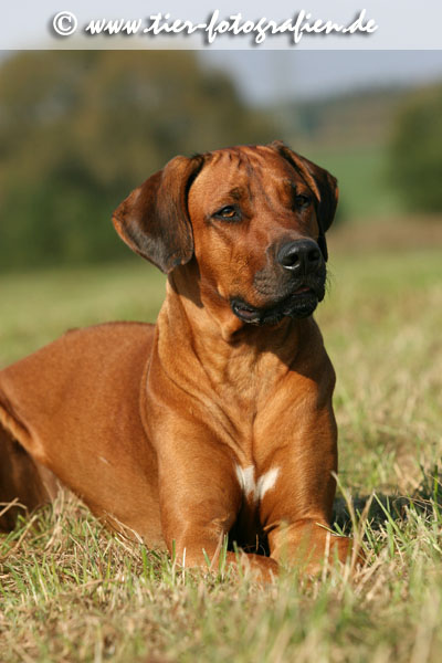 Rhodesian Ridgeback Hndin