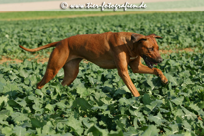 Rhodesian Ridgeback Hndin