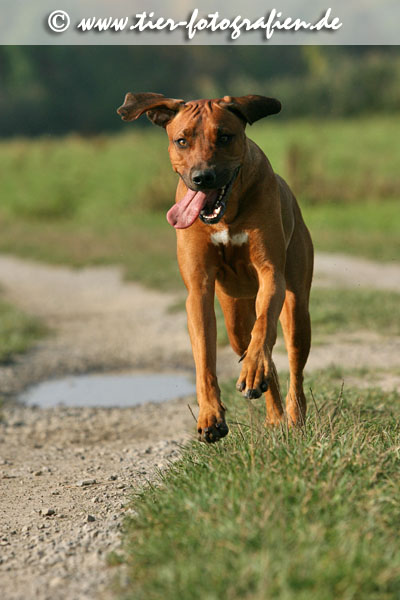 Rhodesian Ridgeback Hndin