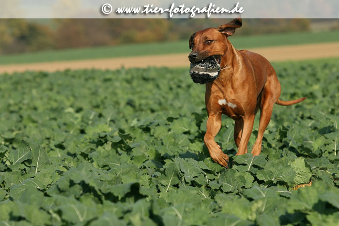 Rhodesian Ridgeback Hndin