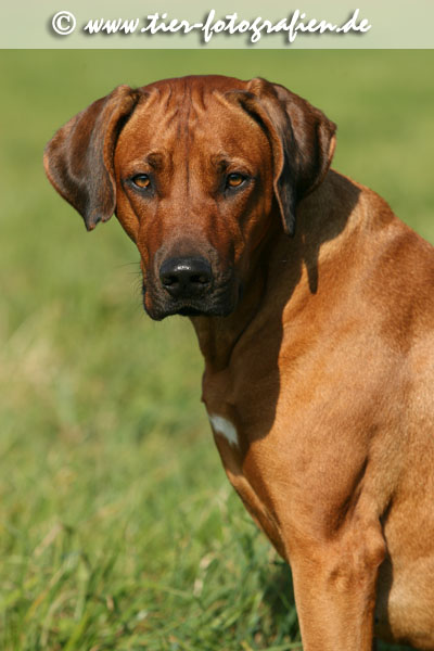 Rhodesian Ridgeback Hndin