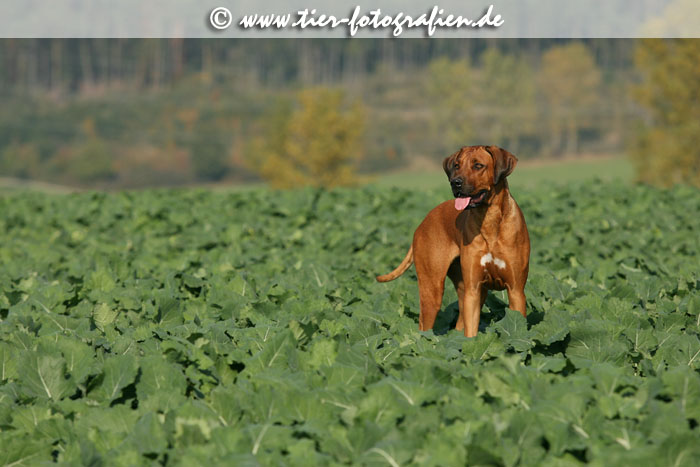 Rhodesian Ridgeback Hndin