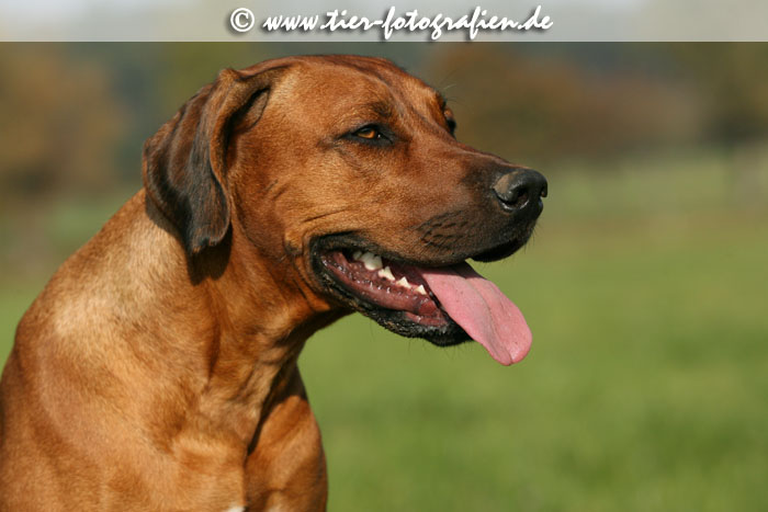 Rhodesian Ridgeback Hndin