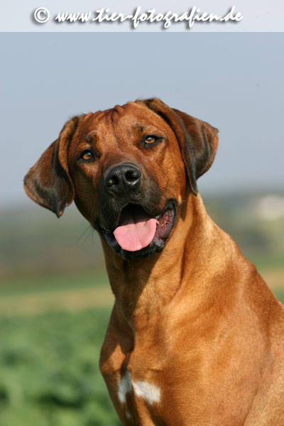 Rhodesian Ridgeback Hndin