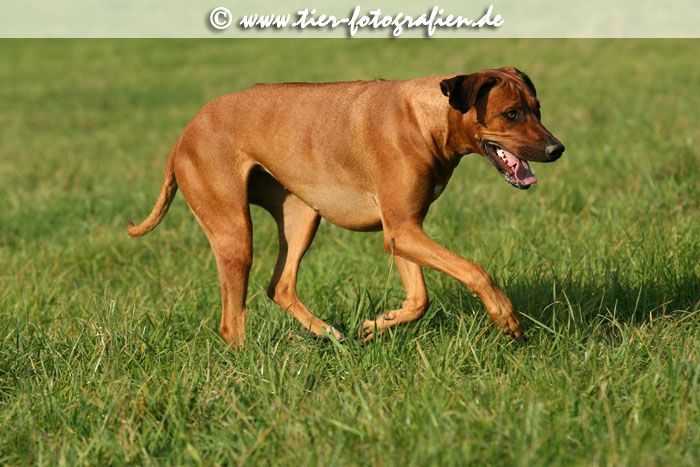 Rhodesian Ridgeback Hndin