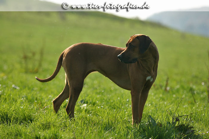 Rhodesian Ridgeback Hndin