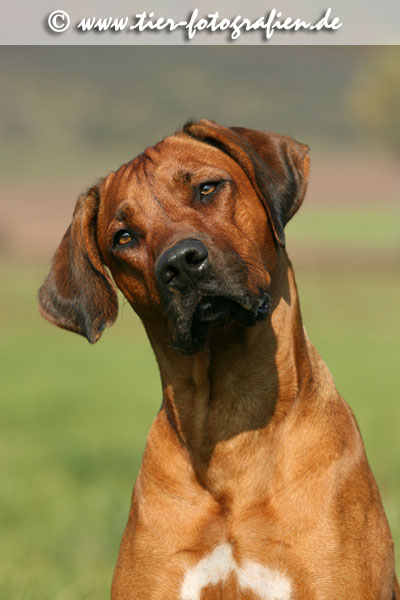 Rhodesian Ridgeback Hndin