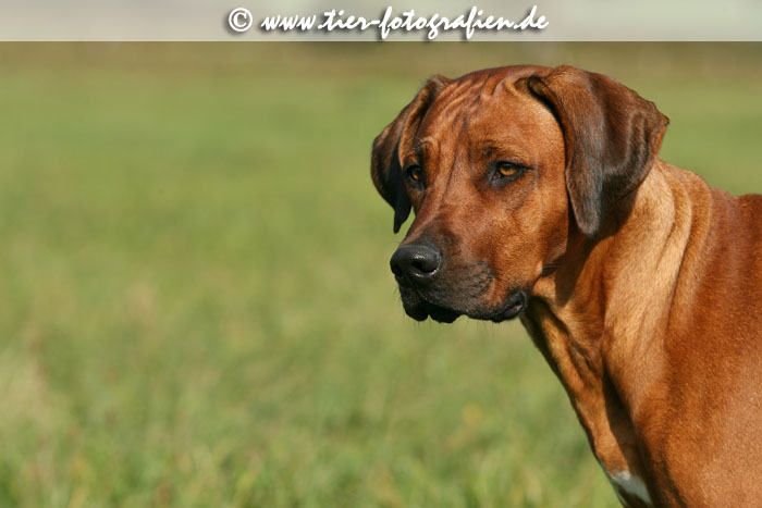 Rhodesian Ridgeback Hndin