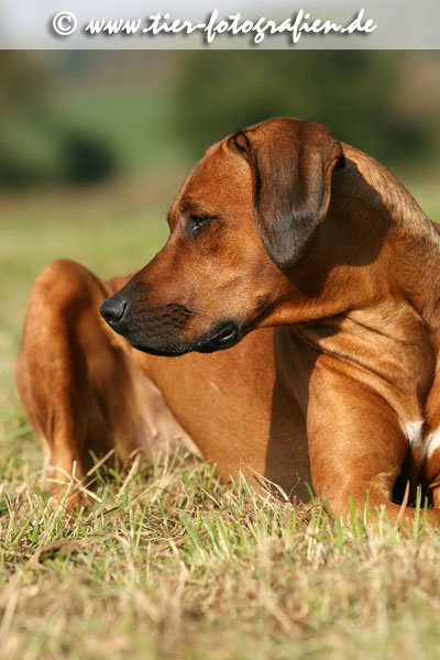 Rhodesian Ridgeback Hndin