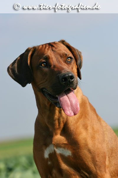 Rhodesian Ridgeback Hndin