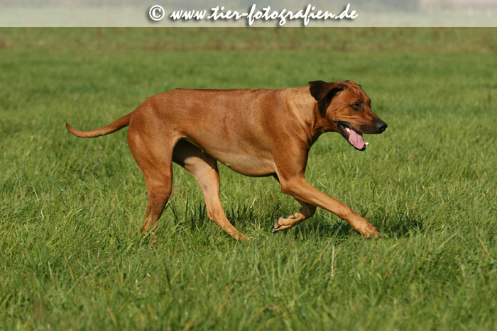 Rhodesian Ridgeback Hndin