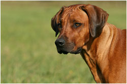 Rhodesian Ridgeback
