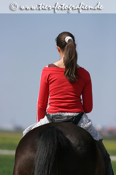 Bayerisches Warmblut beim Ausritt
