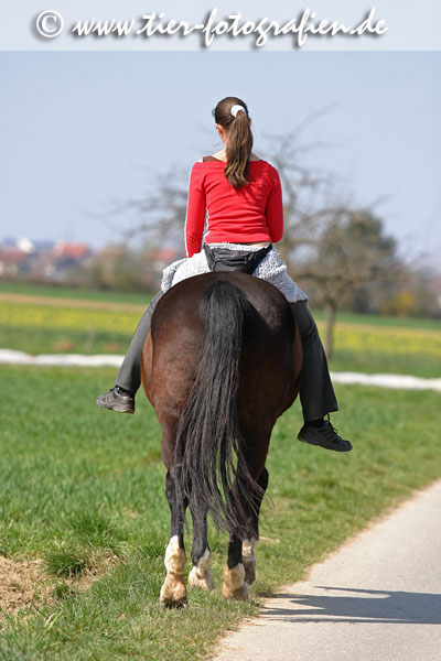 Bayerisches Warmblut beim Ausritt