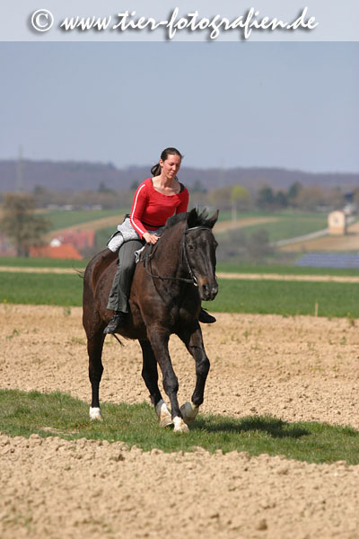 Bayerisches Warmblut beim Ausritt