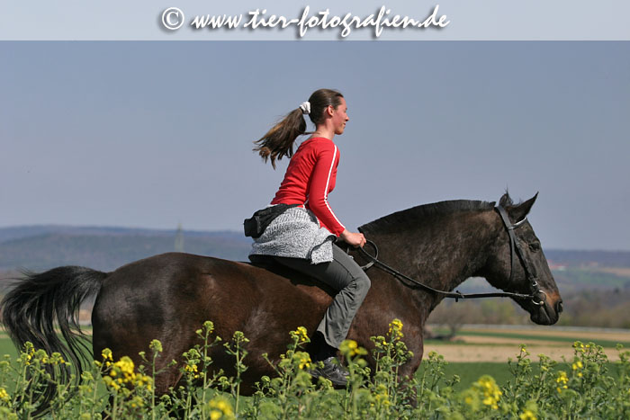 Bayerisches Warmblut beim Ausritt
