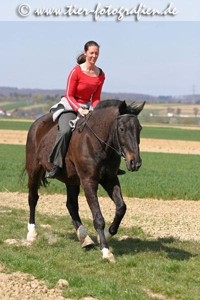 Bayerisches Warmblut beim Ausritt