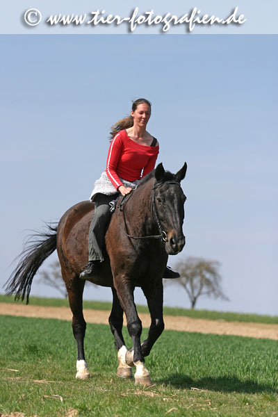 Bayerisches Warmblut beim Ausritt
