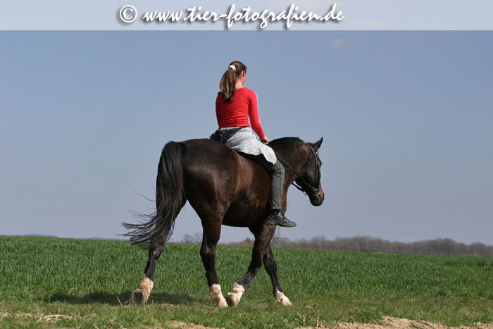 Bayerisches Warmblut beim Ausritt