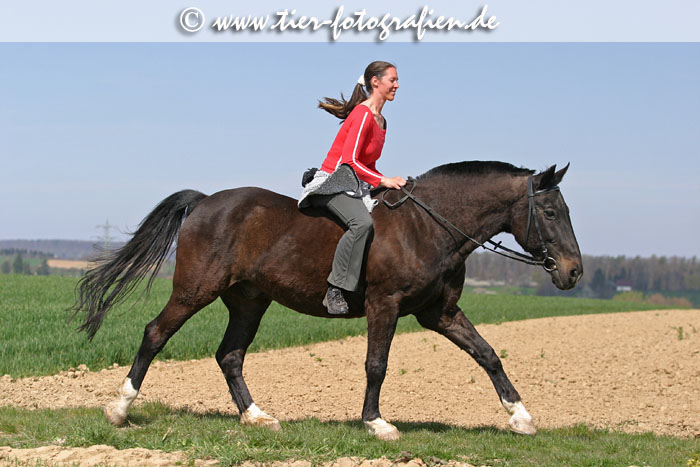 Bayerisches Warmblut beim Ausritt