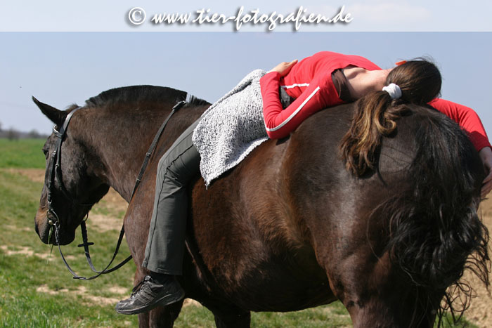 Bayerisches Warmblut beim Ausritt
