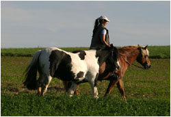 Ausritt mit Haflinger und Tinker