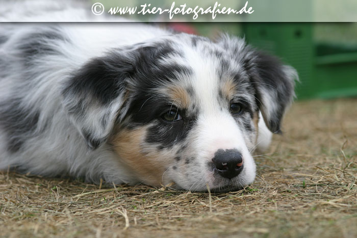Australian Shepherd Welpe