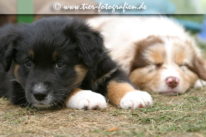 Australian Shepherd Welpe