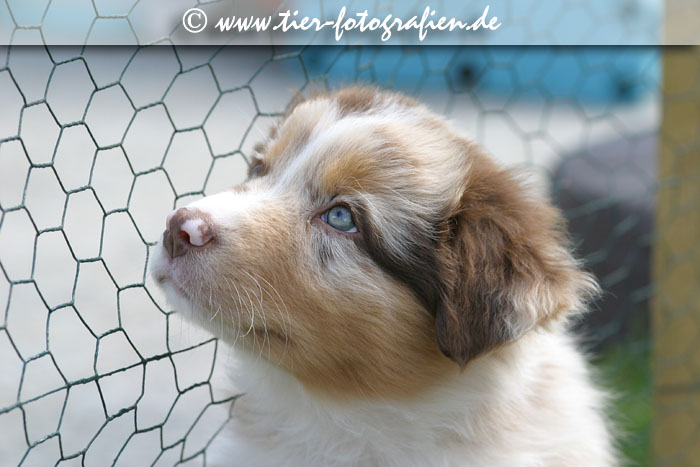 Australian Shepherd Welpe