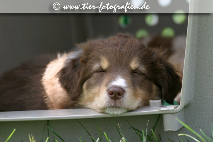 Australian Shepherd Welpe