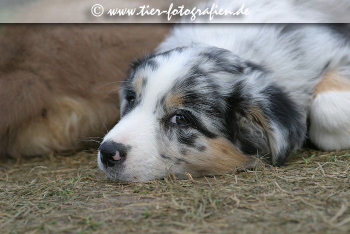 Australian Shepherd Welpe