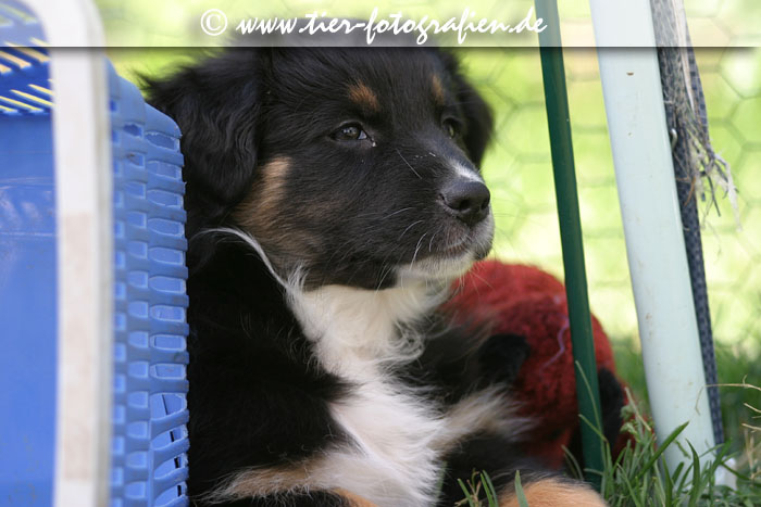Australian Shepherd Welpe