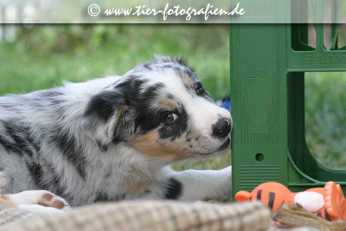 Australian Shepherd Welpe