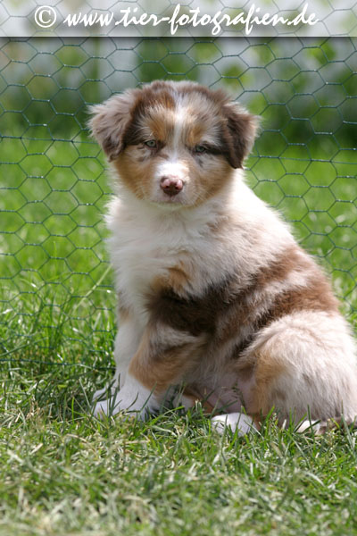 Australian Shepherd Welpe