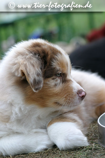 Australian Shepherd Welpe