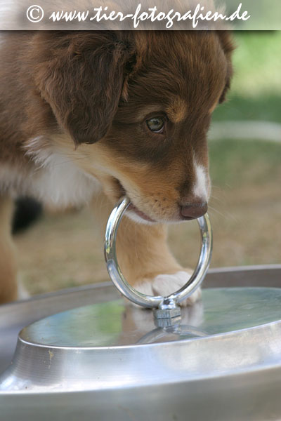 Australian Shepherd Welpe