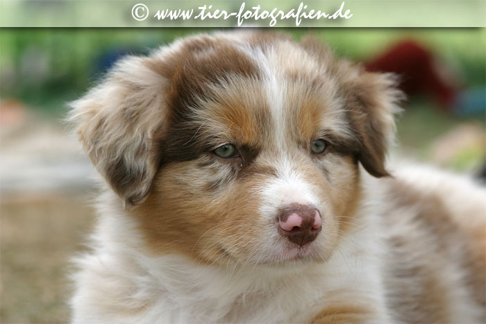 Australian Shepherd Welpe